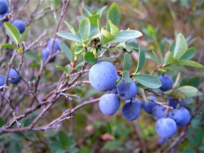 Vaccinium uliginosum