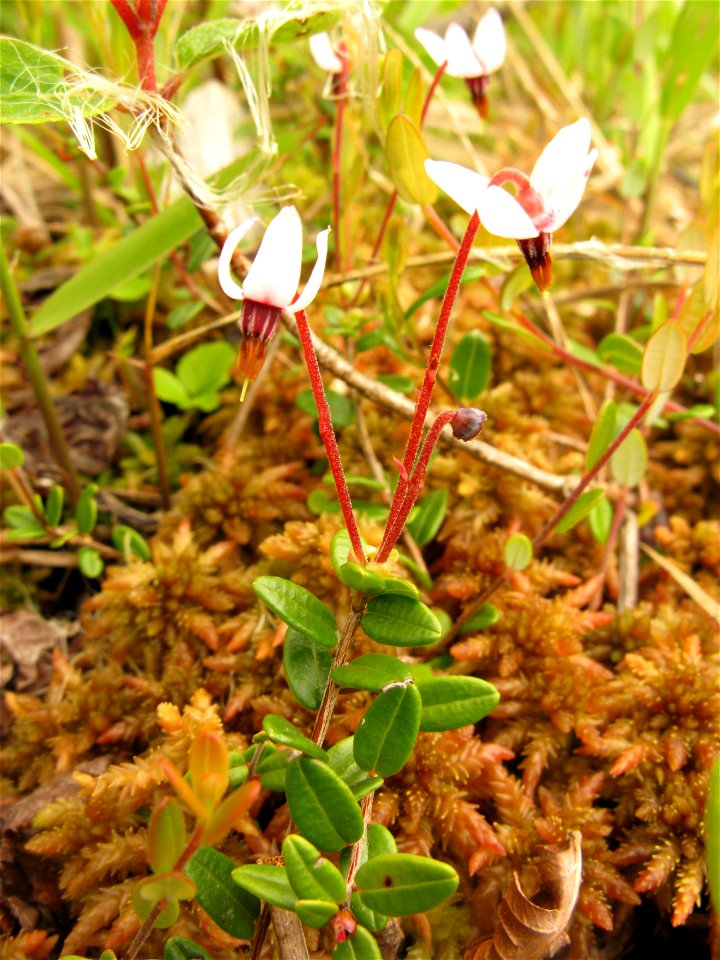 Vaccinium oxycoccos,Aizu area,Fukushima pref.,Japan