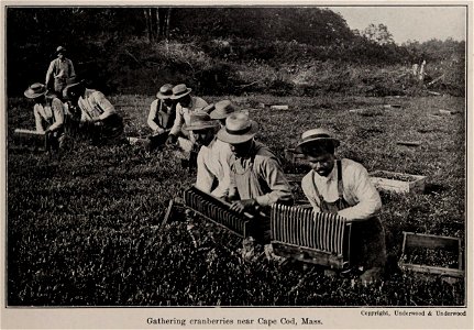 Gathering cranberries near Cape Cod, Mass., photo from The Encyclopedia of Food by Artemas Ward (photo credit: Copyright, Underwood & Underwood) photo