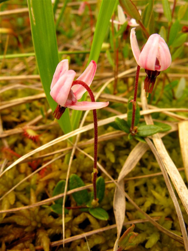 Vaccinium oxycoccos,Aizu area,Fukushima pref.,Japan