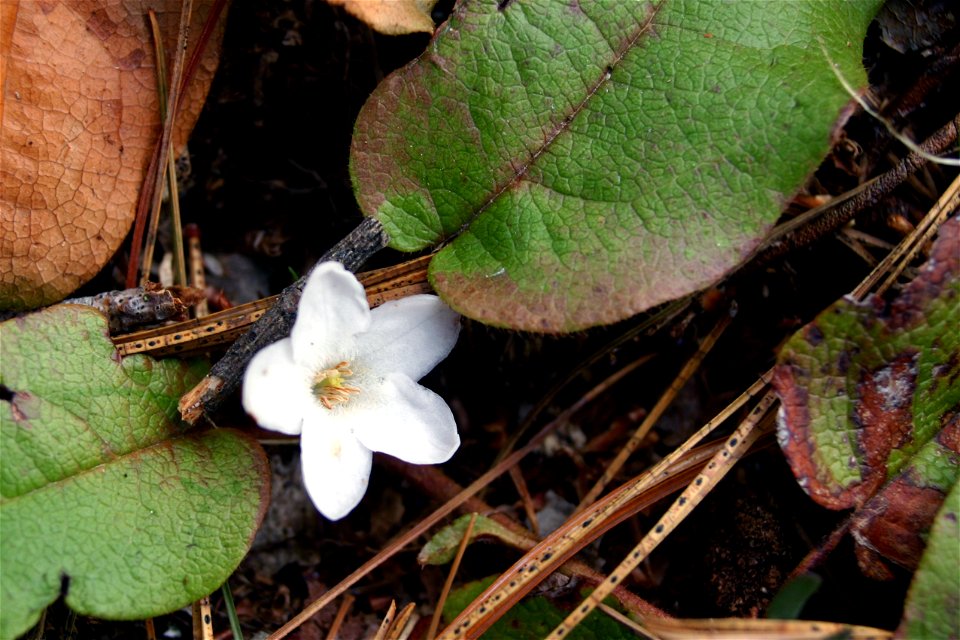 A trailing arbutus or mayflower (Epigaea repens) grows on a mountainside in Maine, United States.