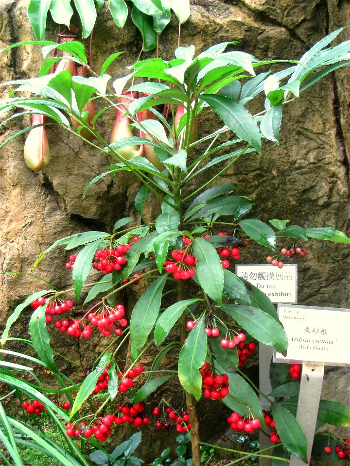 Ardisia crenata. Hong Kong Park Conservatory in Hong Kong Park, Hong Kong.
