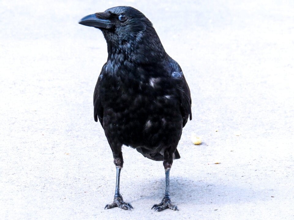 Crow curiosity trust