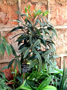 Plant specimen in the Kunming Botanical Garden, Kunming, Yunnan, China.