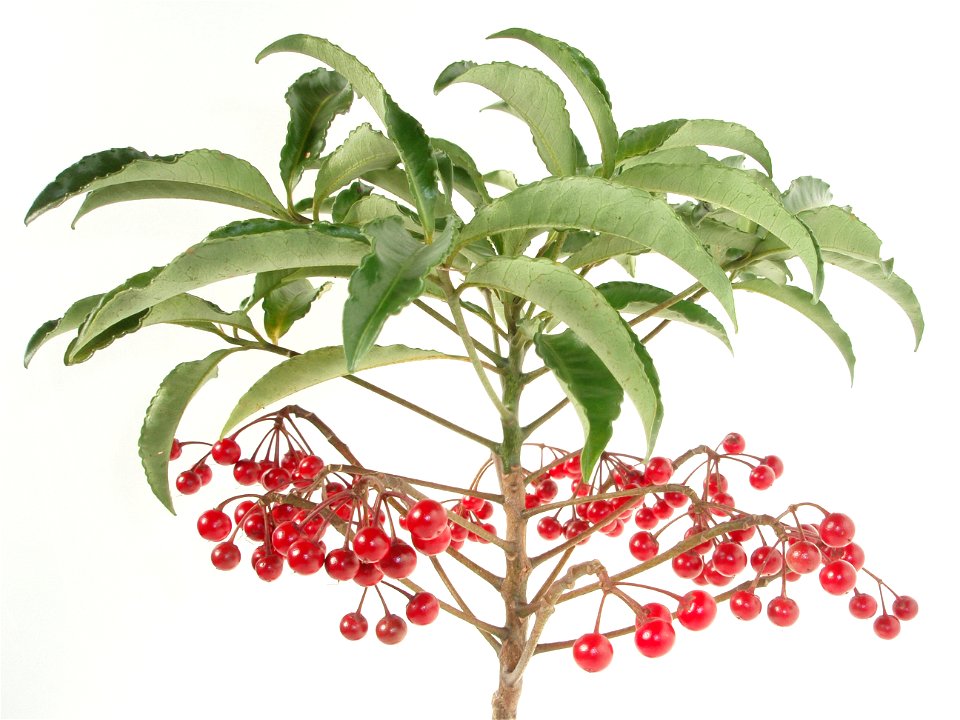 Ardisia crenata in Japan.
