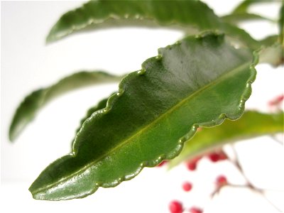 Ardisia crenata in Japan.