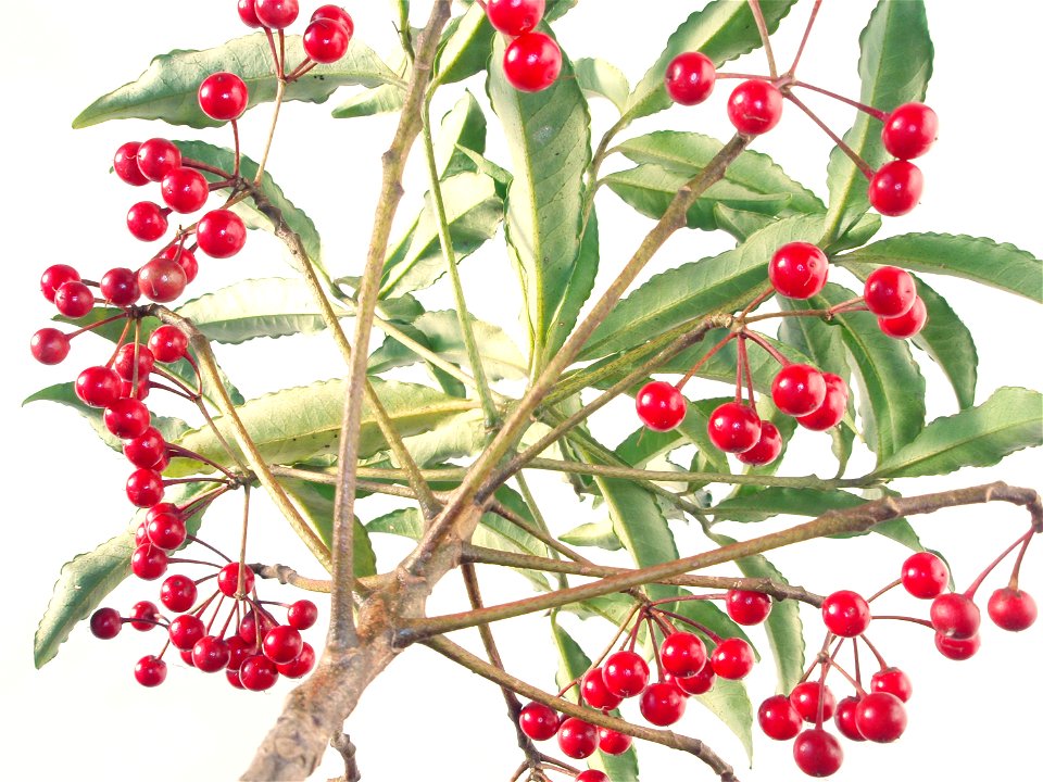 Ardisia crenata in Japan.
