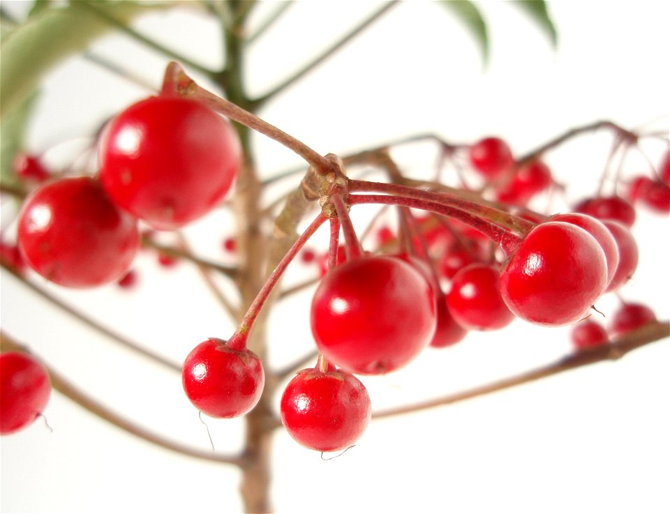 Ardisia crenata in Japan.