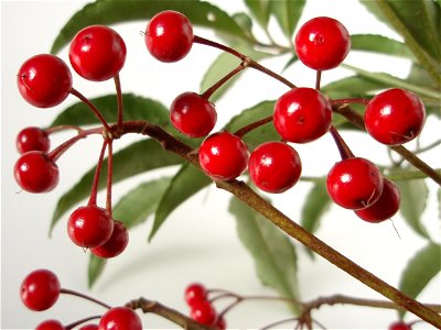 Ardisia crenata in Japan.
