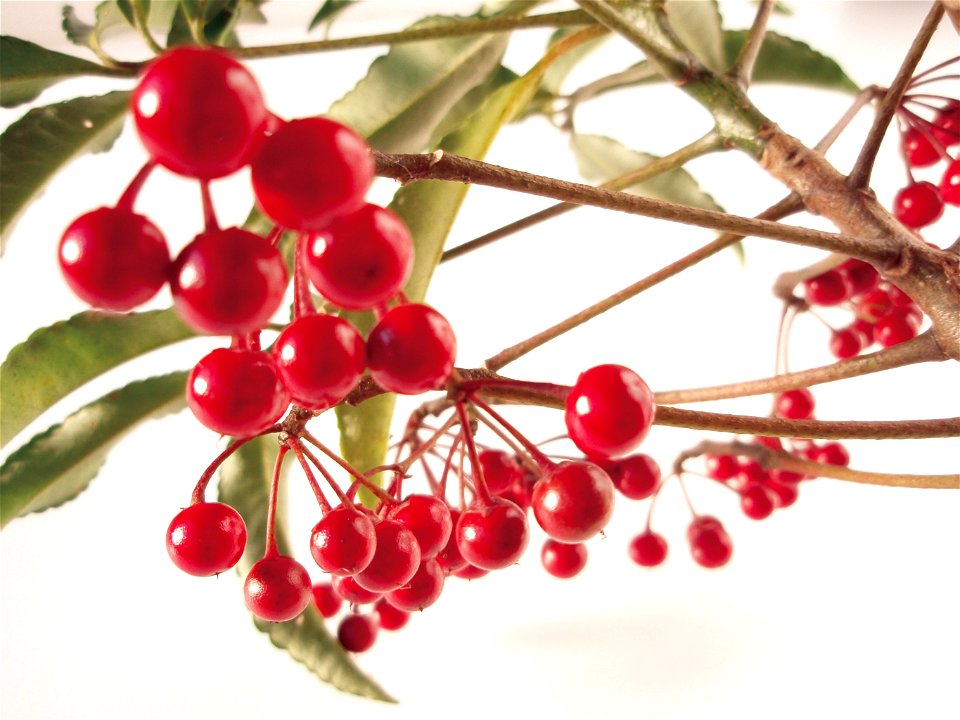 Ardisia crenata in Japan.