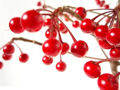 Ardisia crenata in Japan.