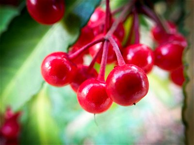 Ardisia crenata in the Koishikawa-Kōrakuen