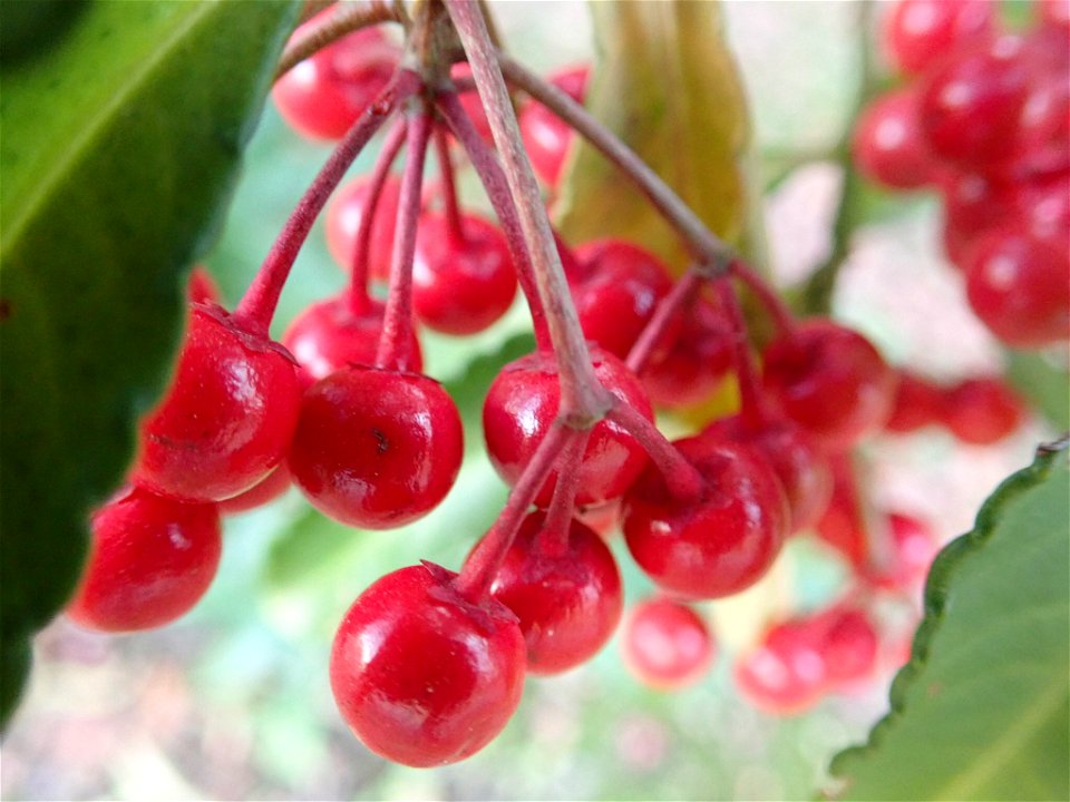 Ardisia crenata in the Koishikawa-Kōrakuen