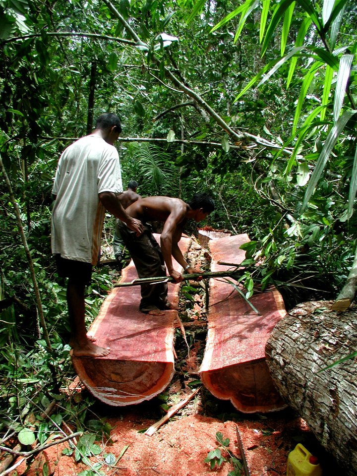 Guyaneese log "bulletwood" in the Berbice River, Guyana. They hand-mill the logs into lumber on-site with chainsaws. The wood is valued for its durable nature: when asked how long it lasts, one man re