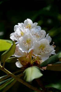Great laurel (Rhododendron maximum) inflorescence photo