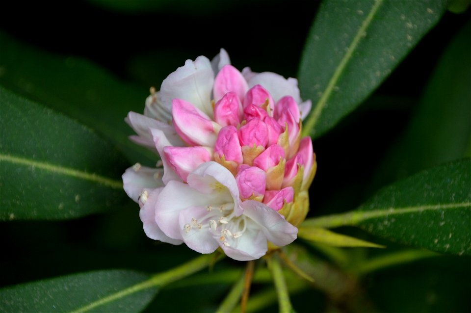 Great laurel (Rhododendron maximum) inflorescence