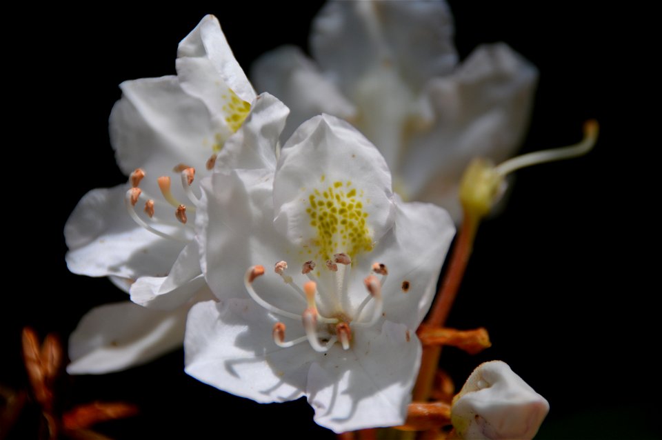 Great laurel (Rhododendron maximum) inflorescence