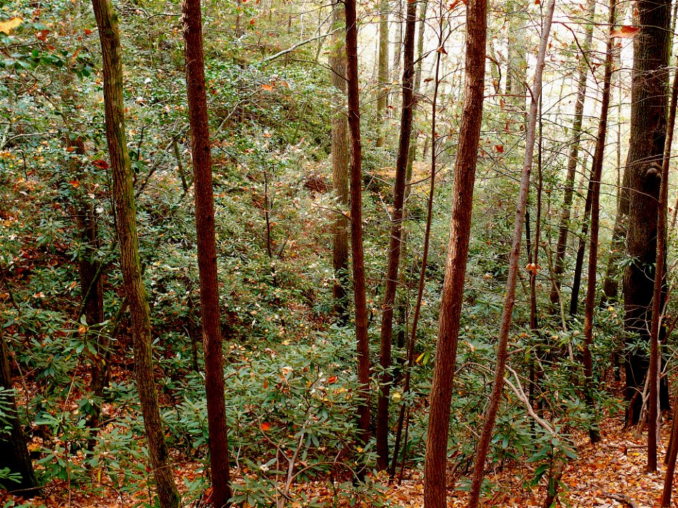 — Great rhododendron. 

Native stands of Great rhododendrons grow in dense, nearly impenetrable thickets in the Appalachians, and can cover miles of forest floor.
Local hunters and hikers often refer 