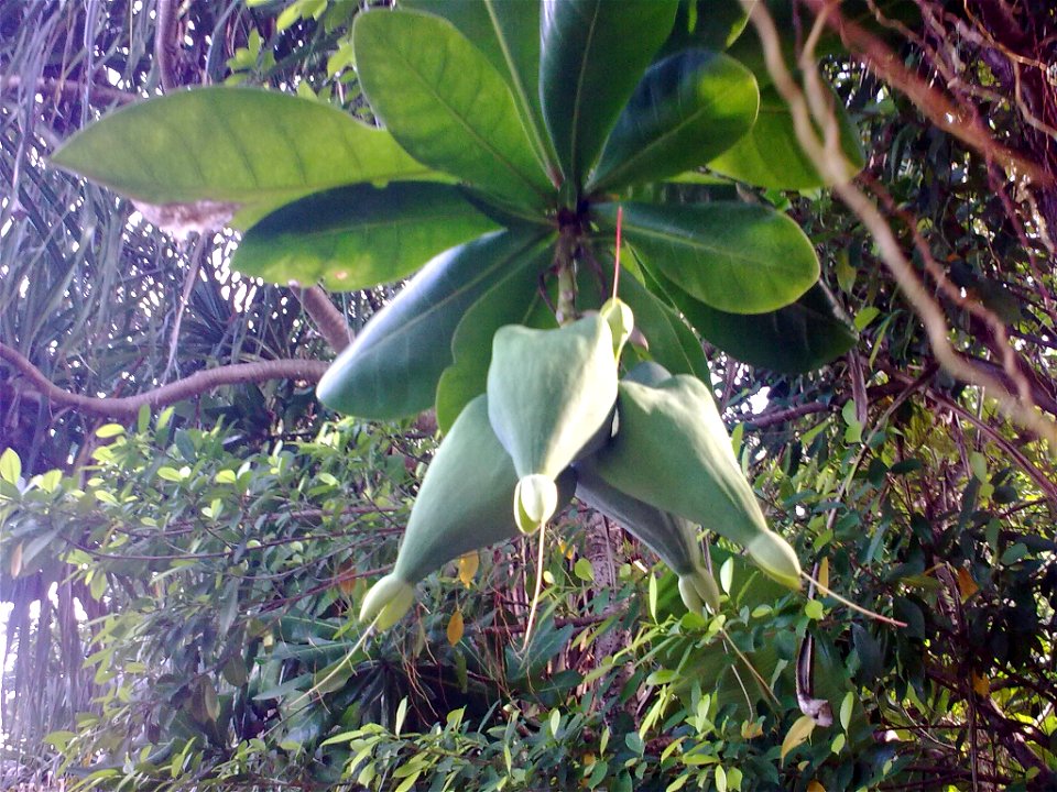 Barringtonia asiatica in Krabi, Thailand