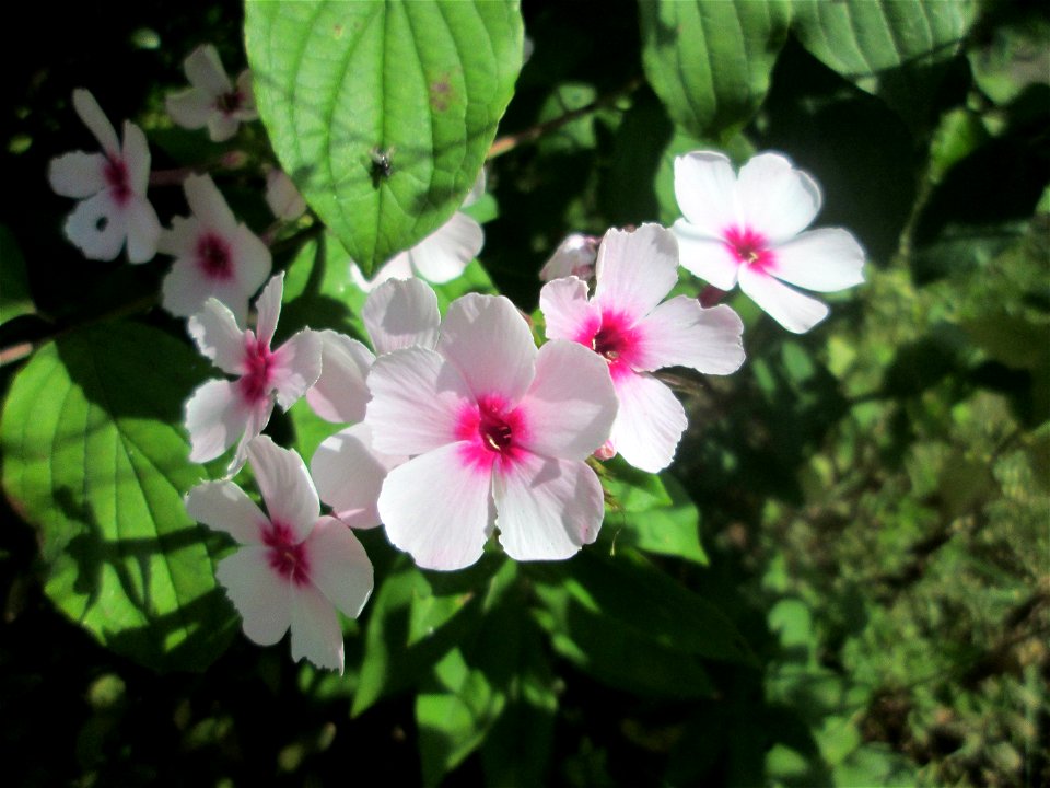 Hoher Stauden-Phlox (Phlox paniculata) als Zierpflanze in einem Vorgarten in Brebach