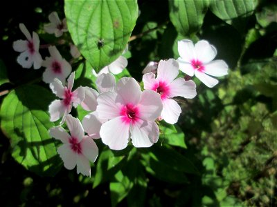 Hoher Stauden-Phlox (Phlox paniculata) als Zierpflanze in einem Vorgarten in Brebach photo