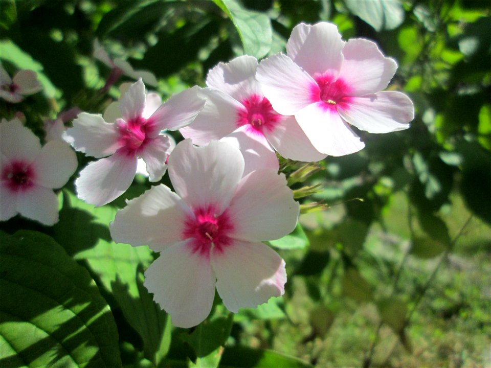 Hoher Stauden-Phlox (Phlox paniculata) als Zierpflanze in einem Vorgarten in Brebach