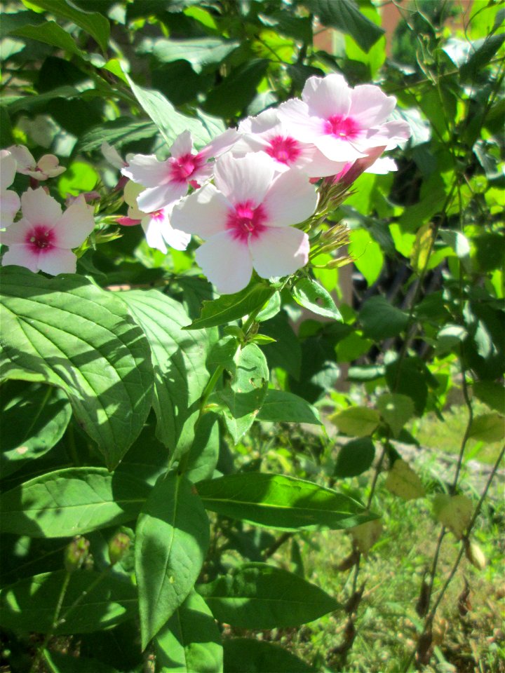 Hoher Stauden-Phlox (Phlox paniculata) als Zierpflanze in einem Vorgarten in Brebach