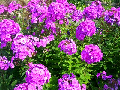 Garden phlox photo