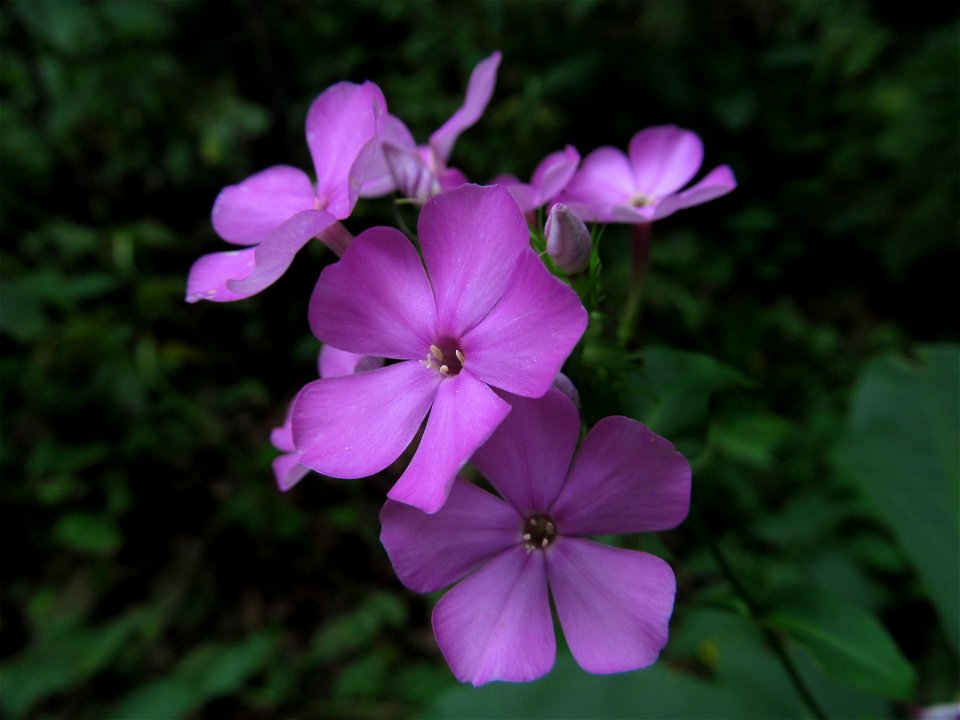 Garden Phlox (Phlox paniculata) blooming in the Seldom Seen Greenway, Pittsburgh
