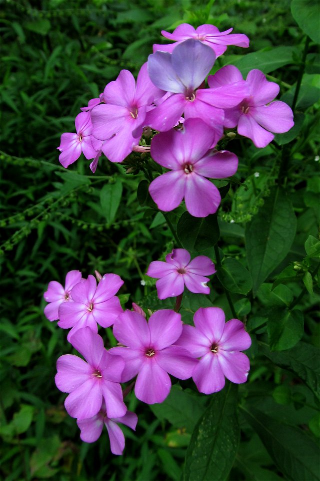 Garden Phlox (Phlox paniculata) blooming in the Seldom Seen Greenway, Pittsburgh