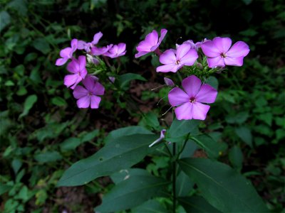 Garden Phlox (Phlox paniculata) blooming in the Seldom Seen Greenway, Pittsburgh