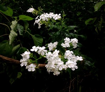 Phlox paniculata white color form, riparian banks of Lower Howard's Creek, Clark County, Kentucky photo