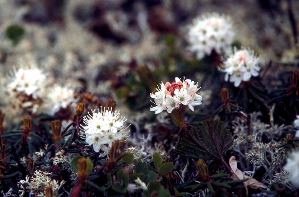 Image title: Laborador tea (Ledum palustris ssp. groenlandicum syn. Rhododendron tomentosum), Yukon Delta National Wildlife Refuge
Image from Public domain images website, http://www.public-domain-ima