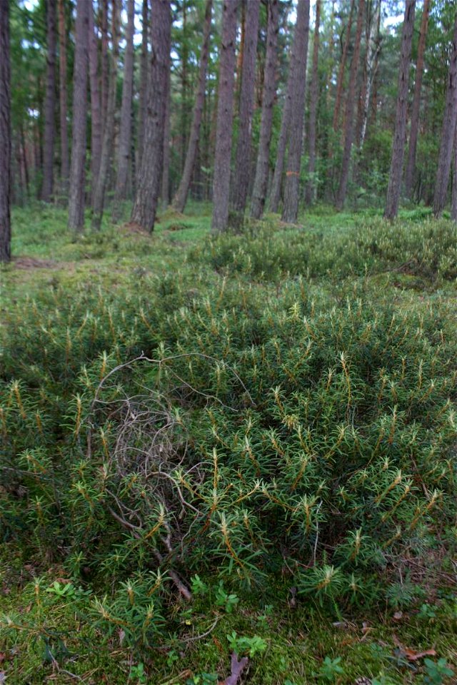 Ledum palustre, Słowiński Park Narodowy,wood between seashore (Baltic sea) and lake Jezioro Sarbsko