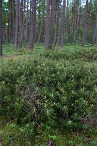 Ledum palustre, Słowiński Park Narodowy,wood between seashore (Baltic sea) and lake Jezioro Sarbsko