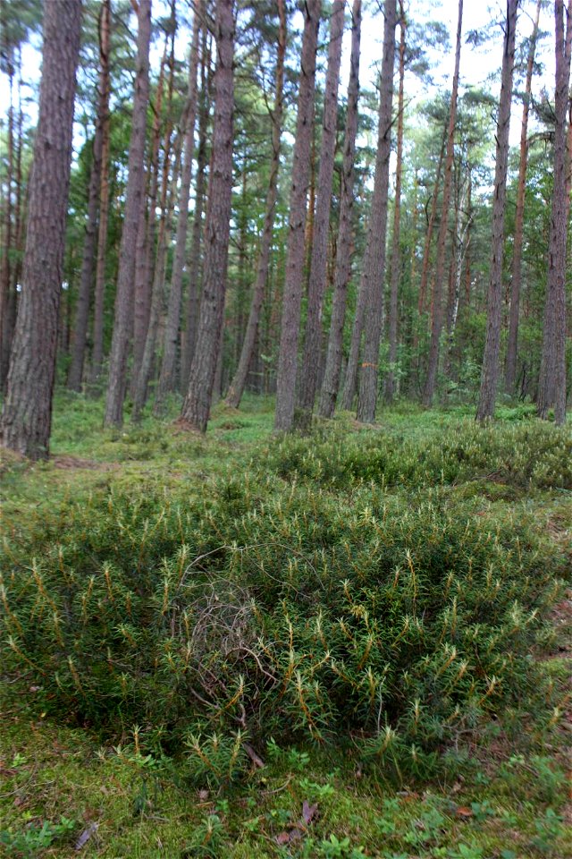 Ledum palustre, Słowiński Park Narodowy,wood between seashore (Baltic sea) and lake Jezioro Sarbsko
