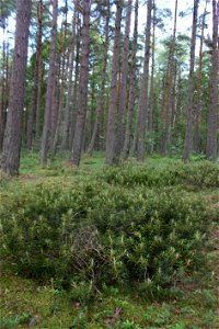 Ledum palustre, Słowiński Park Narodowy,wood between seashore (Baltic sea) and lake Jezioro Sarbsko