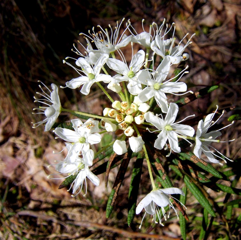 Rhododendron tomentosum