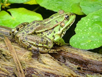 Amphibians nature pond