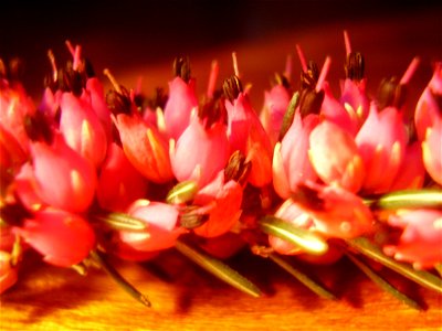 erica carnea 
own work

Rob Hille