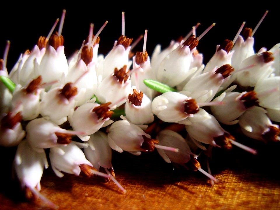 Erica carneawinterheide