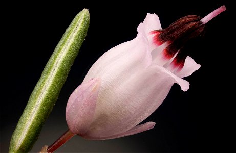 A close-up of the flower and leaf of Erica carnea, (Winter Flowering heather or Winter Heath).