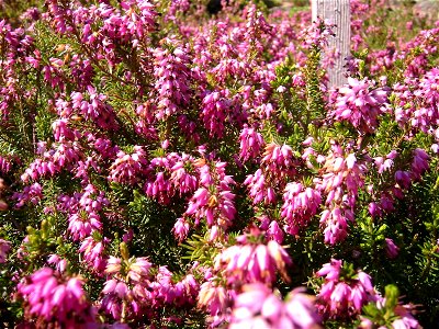 Erica herbacea; Botanic Garden, Vienna, Austria.
