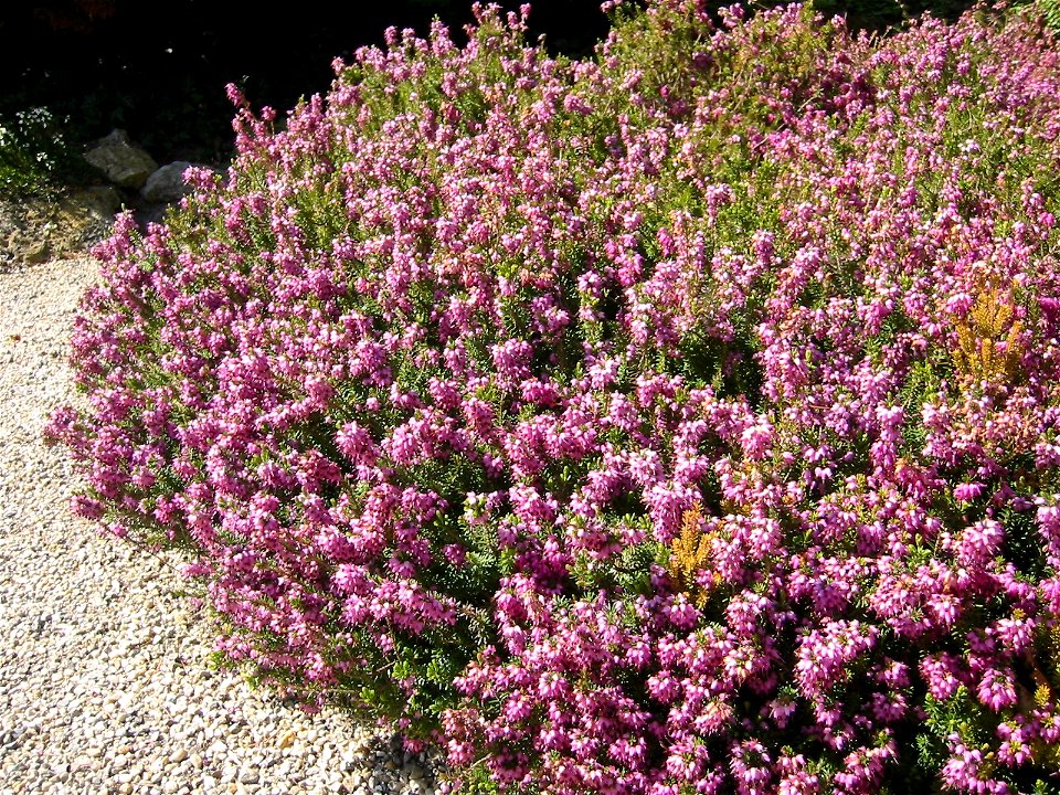 Erica herbacea; Botanic Garden, Vienna, Austria.