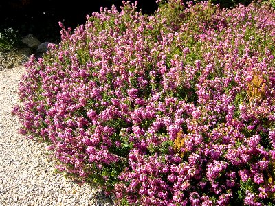 Erica herbacea; Botanic Garden, Vienna, Austria.