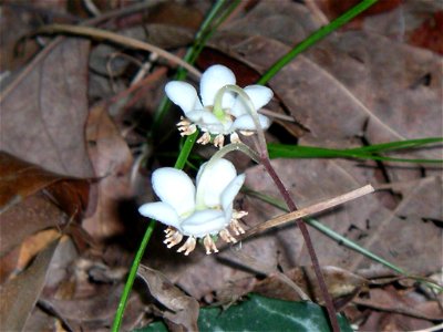 Spotted Wintergreen near Nashville