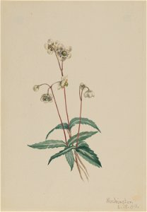 Spotted Pipsissewa (Chimaphila maculata) photo