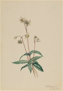 Spotted Pipsissewa (Chimaphila maculata)