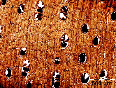 Mikroskopische Ansicht der Diospyros celebica im Querschnitt