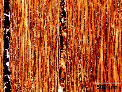 Mikroskopische Ansicht der Diospyros celebica im Tangentialschnitt